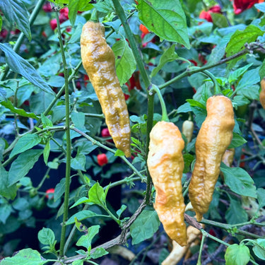Bhut Jolokia Solid Gold - Seeds - The Pepper Pantry (Formerly Marie Sharp's)